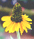 Rudbeckia maxima