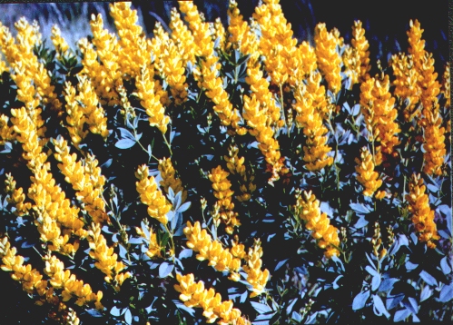 Baptisia sphaeracarpa at Pine Ridge Gardens