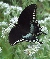 Pipevine Swallowtail Butterfly