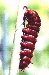 Pipevine Swallowtail Caterpillar